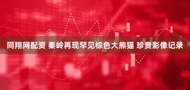 同翔网配资 秦岭再现罕见棕色大熊猫 珍贵影像记录